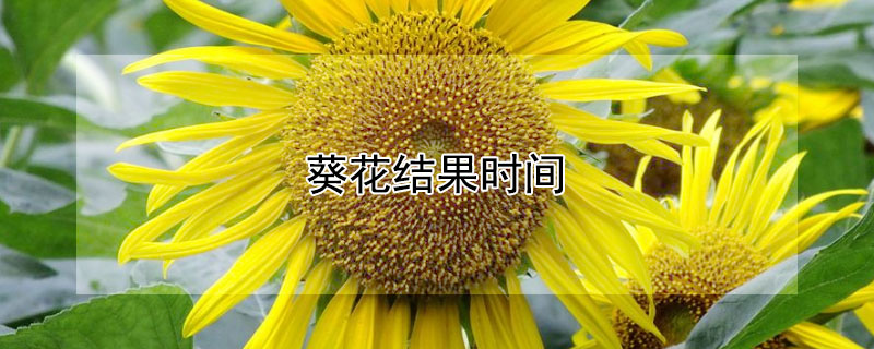 葵花结果时间 向日葵花什么时候结果