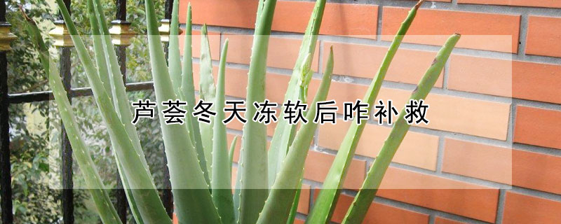 芦荟冬天冻软后咋补救（芦荟冬天冻伤了怎么办）