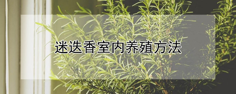 迷迭香室内养殖方法（迷迭香的养殖方法）