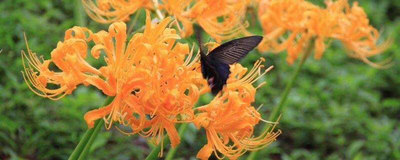 金花石蒜花语 金色石蒜花花语