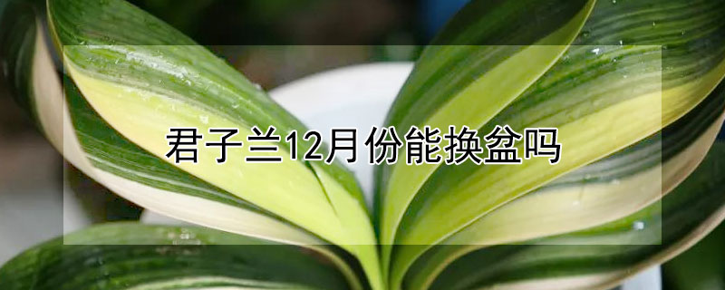 君子兰12月份能换盆吗 君子兰几月可以换盆