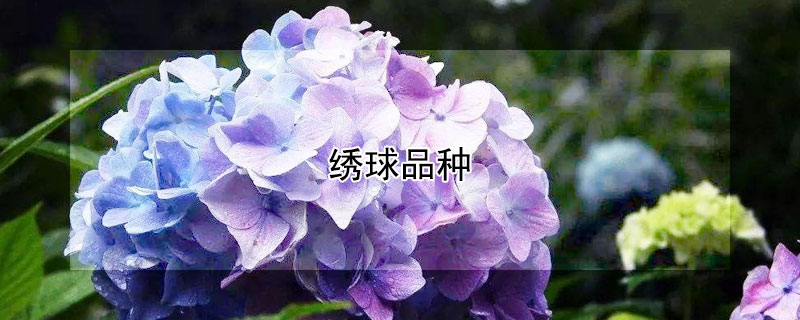 绣球品种（绣球品种名称与图片）