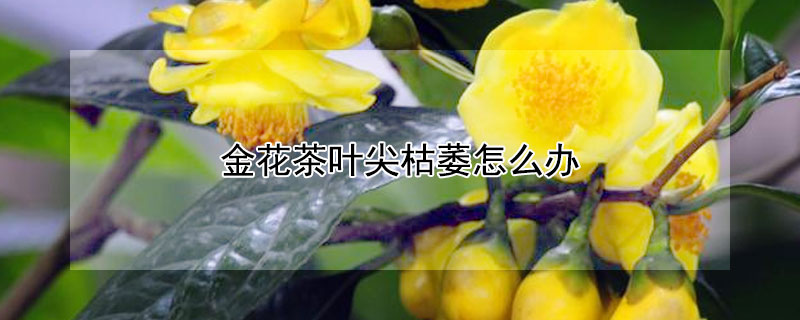金花茶叶尖枯萎怎么办（金花茶枯萎了怎么办）