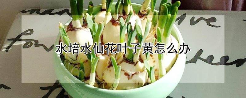 水培水仙花叶子黄怎么办（水培水仙花叶子黄了怎么回事）