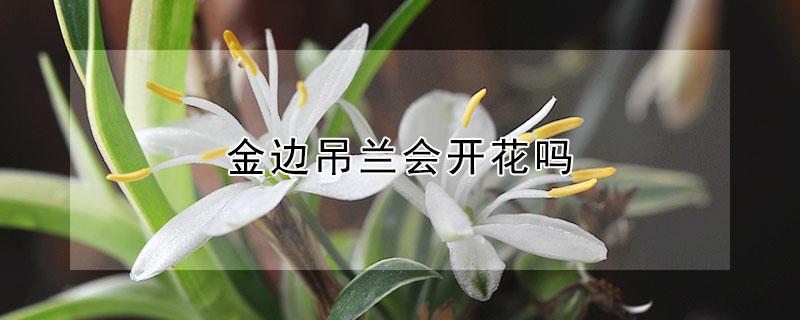 金边吊兰会开花吗（金边吊兰会开花吗?有几种?）