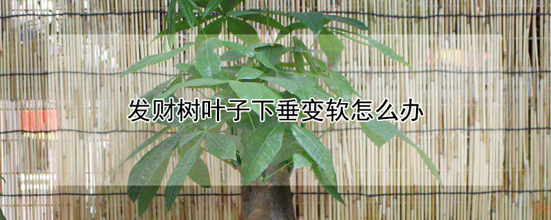 发财树叶子下垂变软怎么办（发财树叶子下垂怎么回事,如何补救?）