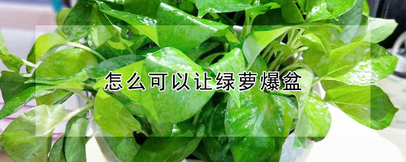 怎么可以让绿萝爆盆(怎样才能让绿萝爆盆)