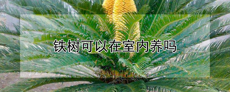 铁树可以在室内养吗 铁树适不适合在室内养
