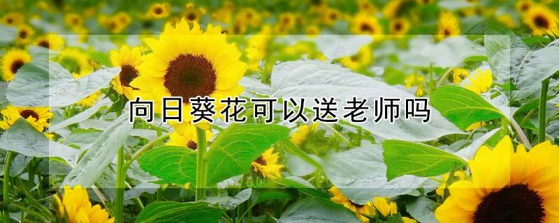 向日葵花可以送老师吗 向日葵花能送老师吗