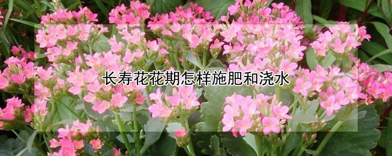 长寿花花期怎样施肥和浇水（长寿花花期要多浇水吗）
