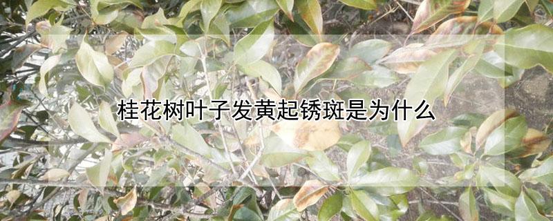 桂花树叶子发黄起锈斑是为什么（桂花树叶子发黄起锈斑怎么治）