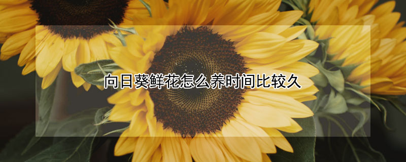 向日葵鲜花怎么养时间比较久 向日葵鲜花能养多久