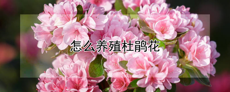 怎么养殖杜鹃花（杜鹃花花的养殖方法）