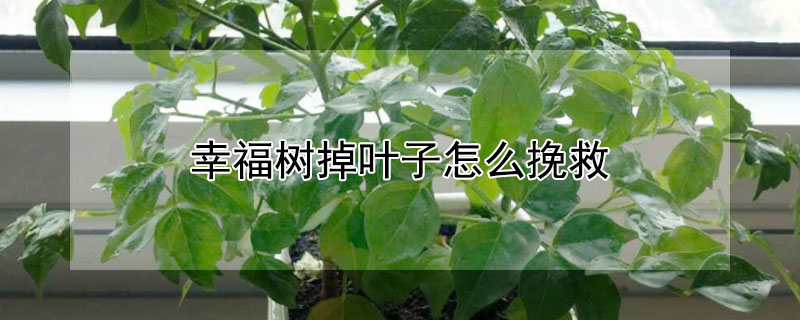 幸福树掉叶子怎么挽救 老桩幸福树掉叶子怎么挽救
