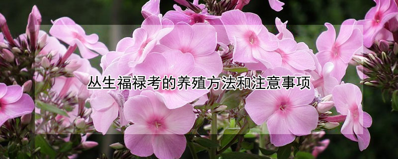 丛生福禄考的养殖方法和注意事项 丛生福禄考什么时候移栽