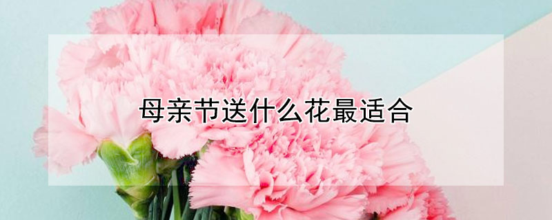 母亲节送什么花最适合 母亲节送什么花最适合便宜