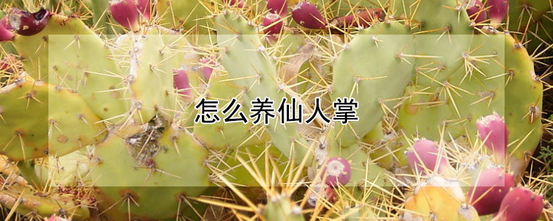 怎么养仙人掌 怎么养仙人掌才会开花