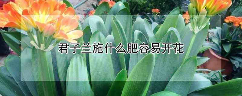 君子兰施什么肥容易开花 君子兰施什么肥料才开花