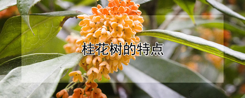 桂花树的特点（桂花树的特点有哪些）