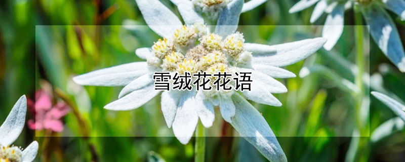 雪绒花花语 雪绒花的花语
