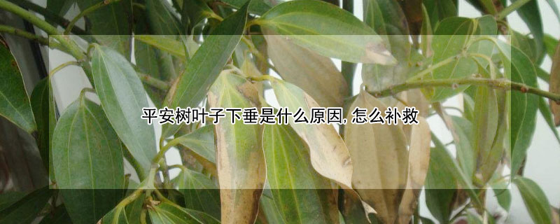 平安树叶子下垂是什么原因,怎么补救 平安树叶子往下垂是什么原因