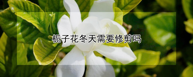 栀子花冬天需要修剪吗（栀子花过冬需要修剪吗）