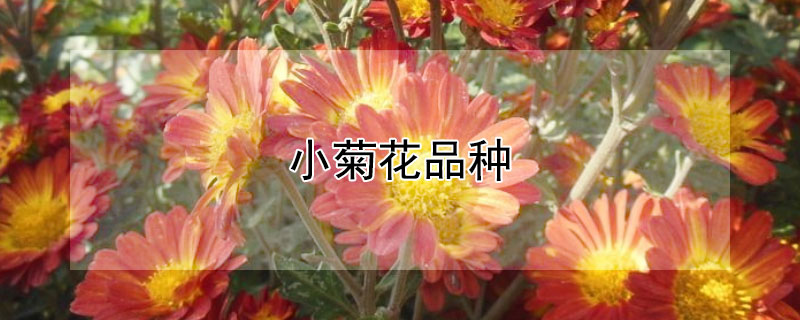 小菊花品种 鲜切小菊花品种