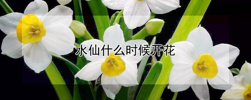 水仙什么时候开花 水仙什么时候开花哪个季节