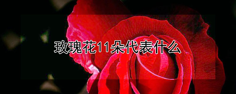 玫瑰花11朵代表什么（玫瑰花11朵代表什么l）