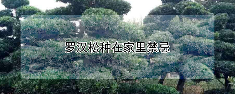 罗汉松种在家里禁忌（短叶罗汉松种在家里禁忌）