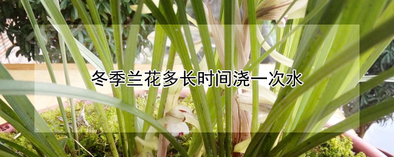 冬季兰花多长时间浇一次水 兰花在冬季多长时间浇一次水