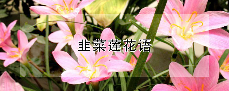 韭菜莲花语（韭菜莲花语是什么意思）