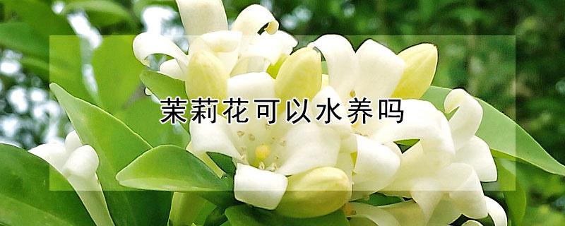 茉莉花可以水养吗(茉莉花可以养水里吗)