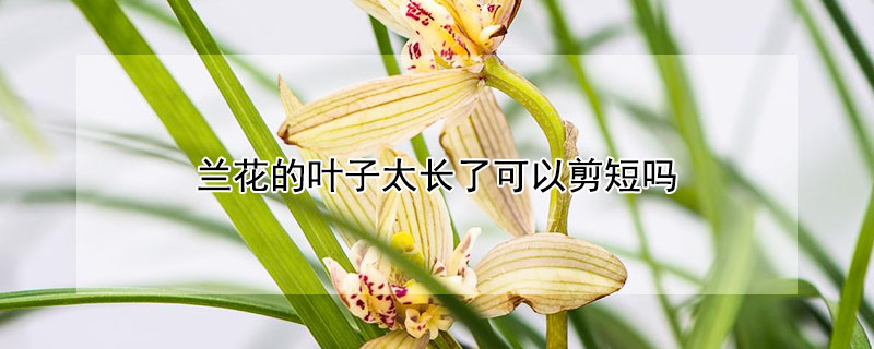 兰花的叶子太长了可以剪短吗（兰花叶子长了能剪短吗）
