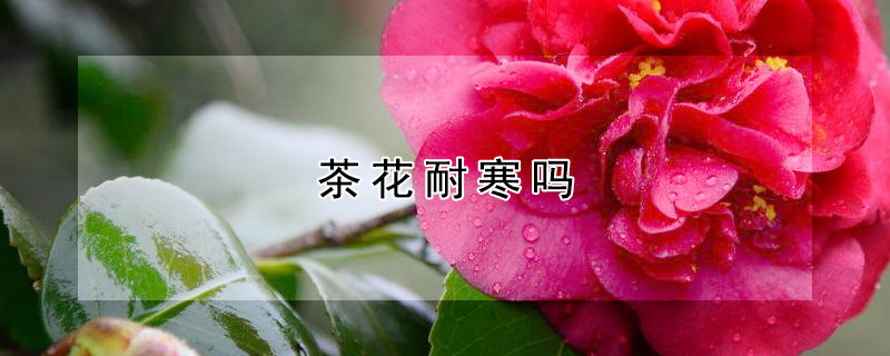 茶花耐寒吗 四季茶花耐寒吗