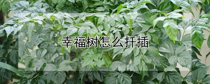 幸福树怎么扦插 幸福树如何扦插繁殖