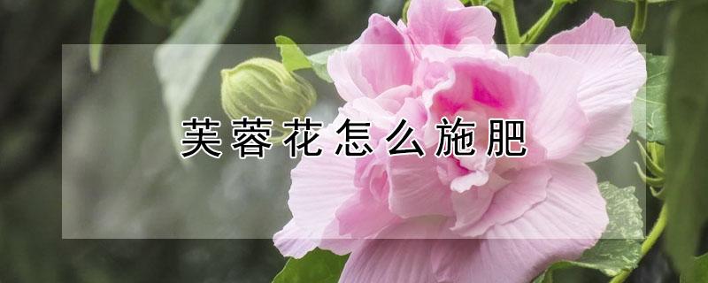 芙蓉花怎么施肥（芙蓉花怎么养施什么肥）