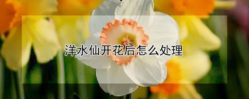 洋水仙开花后怎么处理（洋水仙花开完花以后怎么处理）