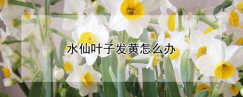 水仙叶子发黄怎么办（水仙花叶子变黄怎么办）