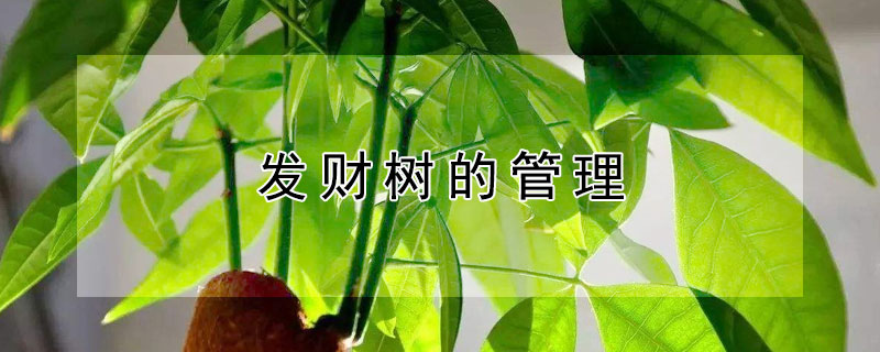 发财树的管理 发财树的管理方法