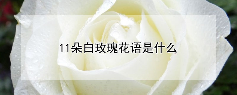 11朵白玫瑰花语是什么（12朵白玫瑰花语）