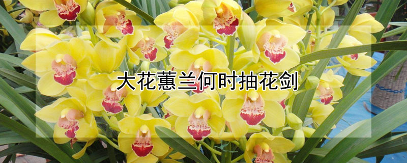 大花蕙兰何时抽花剑(大花蕙兰几月出花剑)