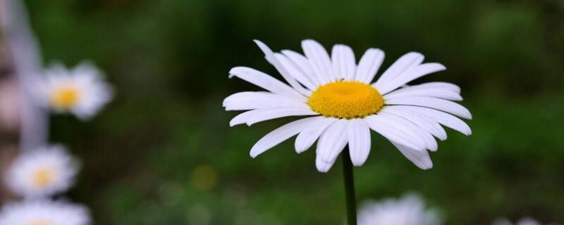 白晶菊花语是什么 水晶菊花语