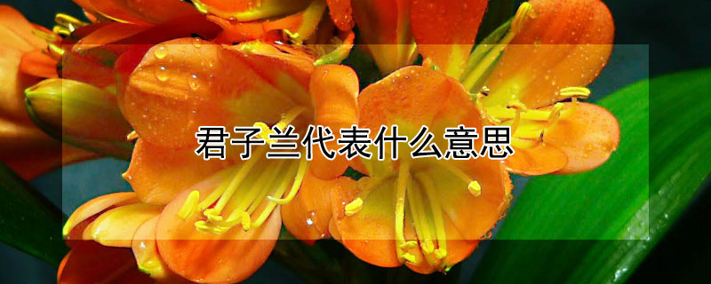 君子兰代表什么意思（君子兰代表什么含义）
