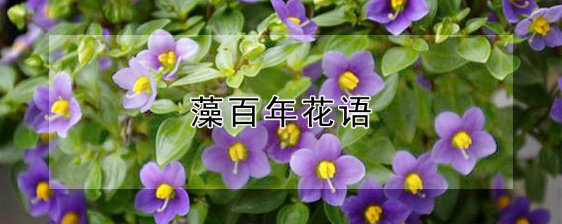 藻百年花语 海藻的花语是什么