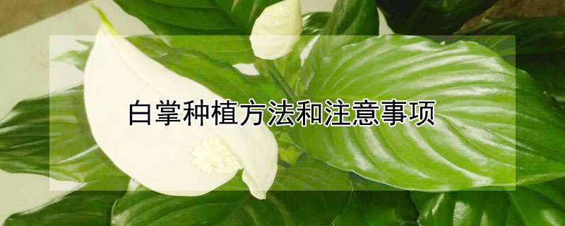 白掌种植方法和注意事项 白掌栽培要点