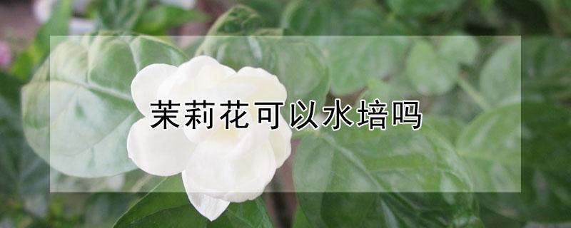茉莉花可以水培吗（茉莉花可以水培吗?）