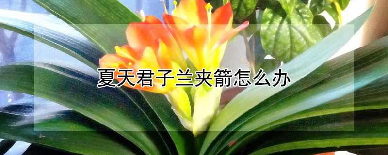 夏天君子兰夹箭怎么办(夏季君子兰夹箭怎么办)