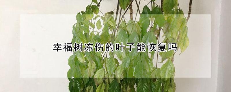 幸福树冻伤的叶子能恢复吗 幸福树叶子冻了怎么办