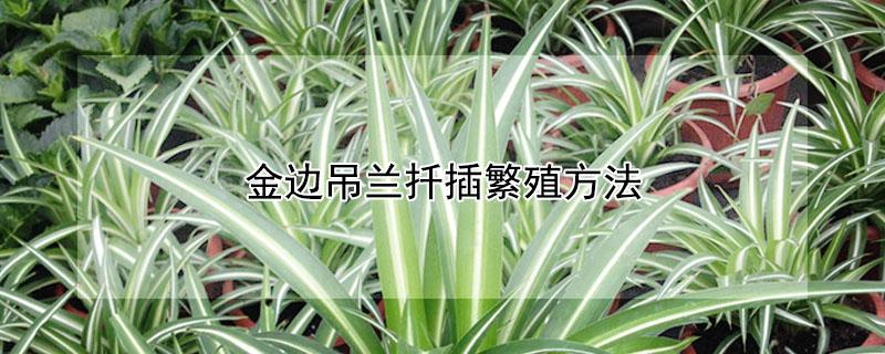 金边吊兰扦插繁殖方法 金边吊兰怎样扦插枝条成活